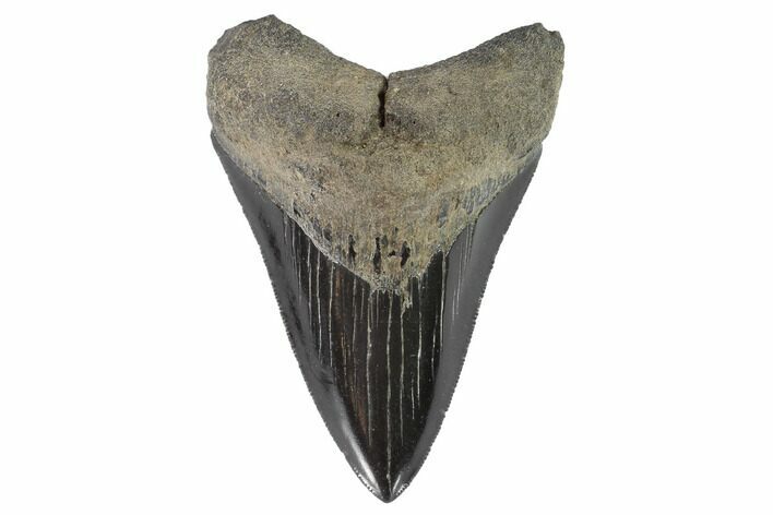 Serrated, Fossil Megalodon Tooth - Robust Root #90770